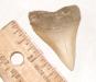 Fossil Great White Tooth from South Carolina